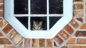 in-the-window